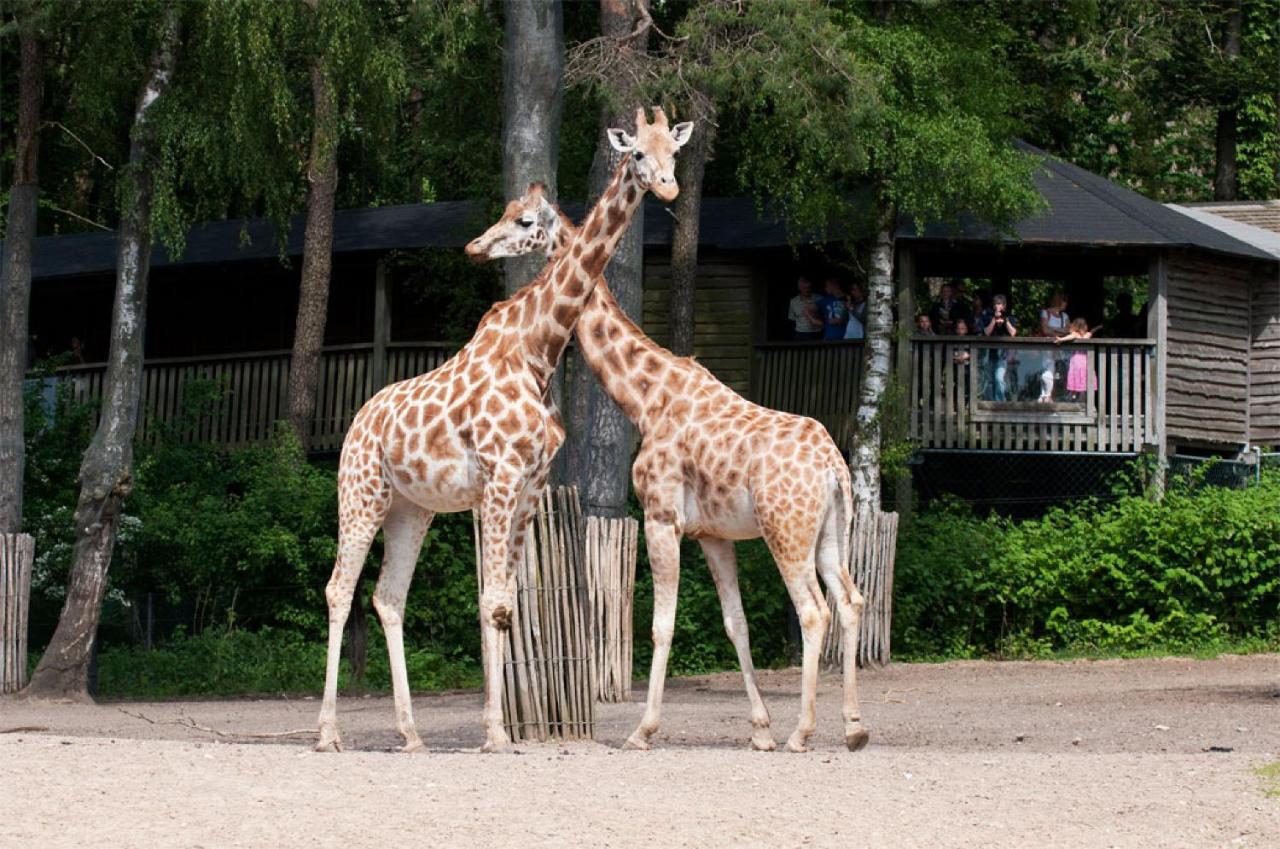 Comfort Rooms By Europarcs De Hooge Veluwe Arnhem Ngoại thất bức ảnh